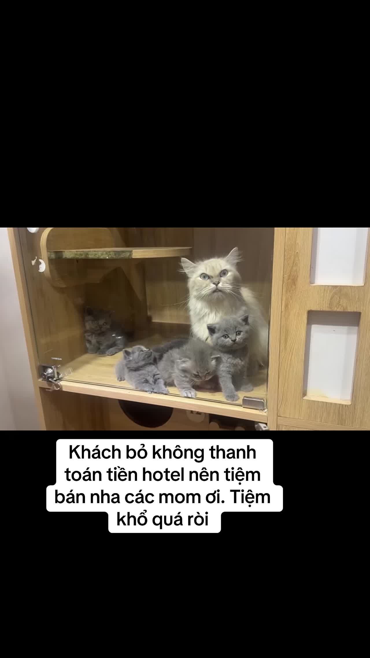 Video cộng đồng