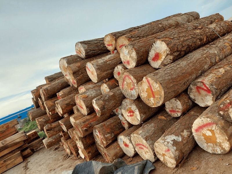 KIẾN THỨC CƠ BẢN VỀ GỖ TỰ NHIÊN